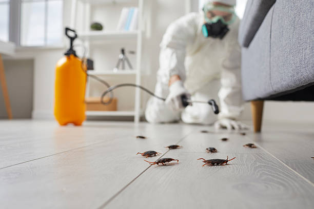 Commercial Rodent Management in Finderne